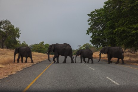 Elefanten überqueren Durchgangsstraße im Chobe NP