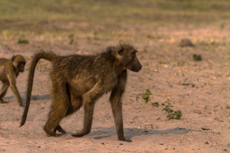  Paviane an Rest Area im Chobe Nationalpark