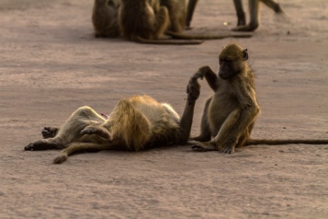  Paviane belagern Rest Area im Chobe Nationalpark