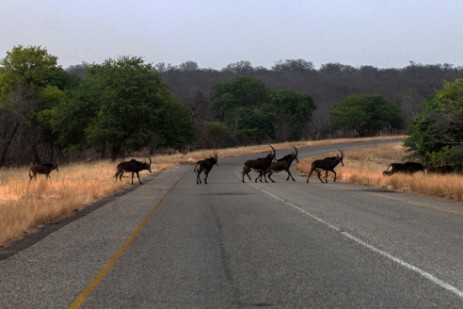 Sables auf Durchgangsstraße im Chobe Nationalpark