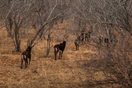 Sables neben Durchgangsstraße im Chobe NP