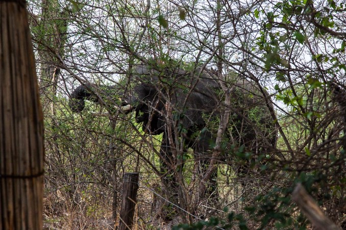 Elefant neben Dusche an Dans Majunje Camp