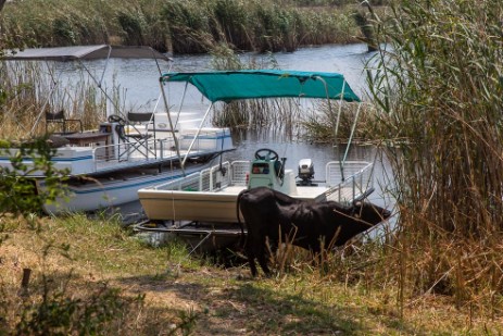 Kuh an Boot in Dans Majunje Camp