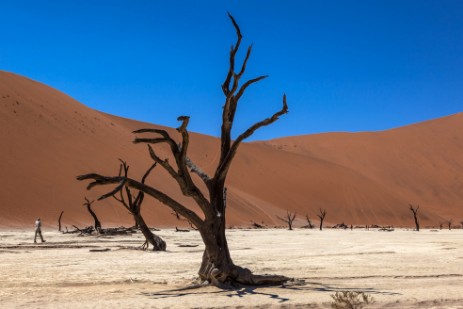 Deadvlei bei Sossusvlei im Namib Naukluft NP