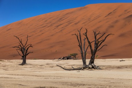 Deadvlei bei Sossusvlei im Namib Naukluft NP