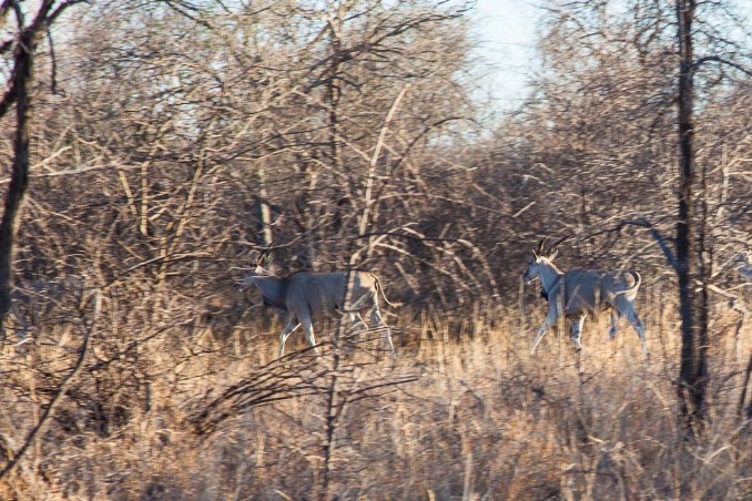 Elands in Elands Roys Rest Camp