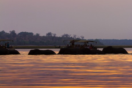 Elefanten schwimmen durch Chobe bei Sonnenuntergang