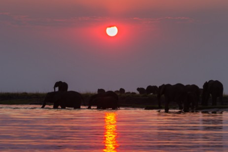 Elefanten schwimmen durch Chobe bei Sonnenuntergang