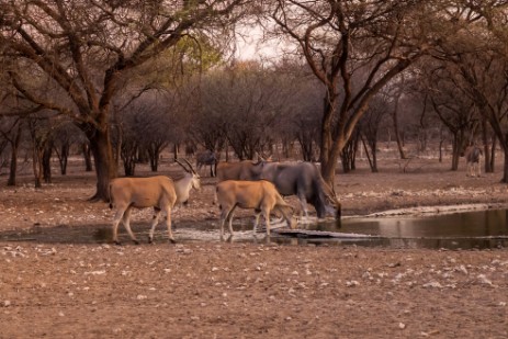 Elands am Wasserloch der Emanya@Etosha Lodge