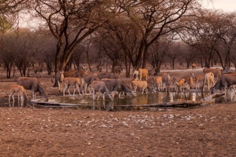 Elands am Wasserloch der Emanya@Etosha Lodge 