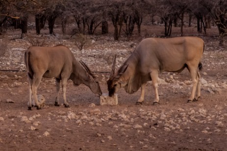 Elands am Wasserloch der Emanya@Etosha Lodge