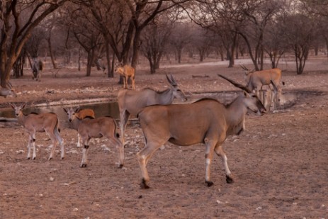 Elands am Wasserloch der Emanya@Etosha Lodge