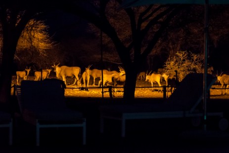 Elands am Wasserloch der Emanya@Etosha Lodge 