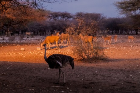 Strauß und Elands bei der Emanya@Etosha Lodge