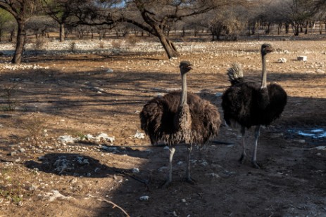 Strauße am Wasserloch der Emanya@Etosha Lodge