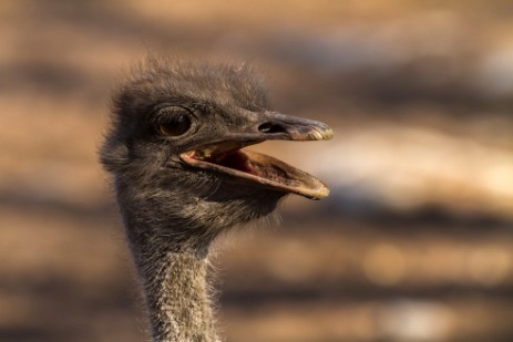 Strauß bei der Emanya@Etosha Lodge