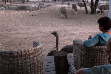 Strauß am Wasserloch der Emanya@Etosha Lodge