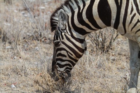 Zebra beim Fressen