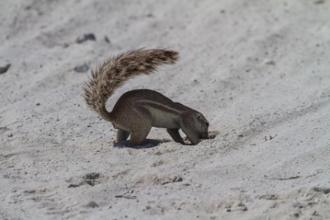 Hörnchen im Etosha NP