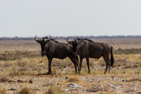 Gnus im Etosha NP