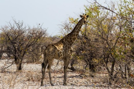 Giraffe im Etosha NP