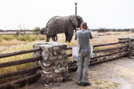 Elefantenbulle am Namutoni Camp im Etosha NP