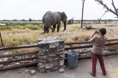 Elefantenbulle am Namutoni Camp im Etosha NP