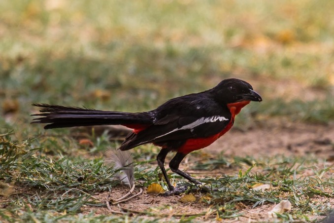 Rotbauchwürger im Etosha NP