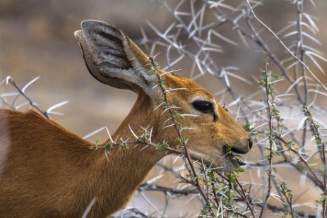 Dik-Dik beim Fressen im Etosha NP