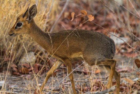 Dik-Dik im Etosha NP