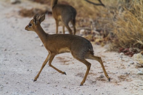 Dik-Dik auf Piste im Etosha NP