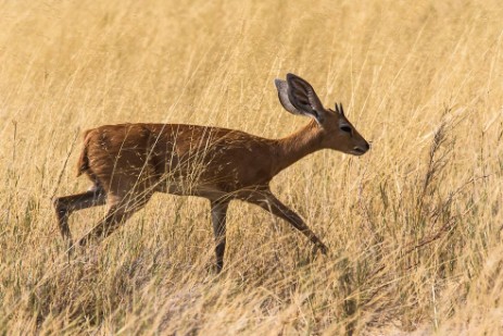 Dik-Dik im Etosha NP