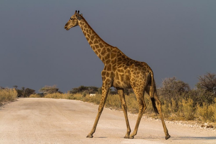 Giraffe auf Piste in Abendsonne im Etosha NP