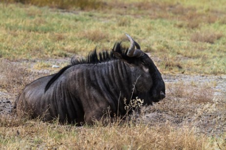 Gnu im Etosha NP