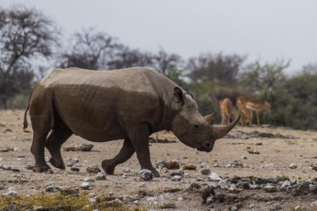 Nashorn im Etosha NP