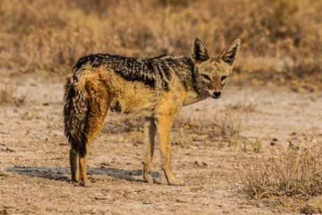 Schakal in Abendsonne im Etosha NP