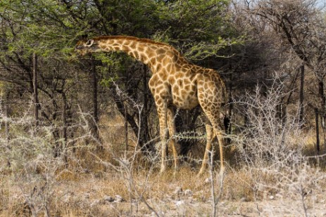 Giraffe im Etosha NP