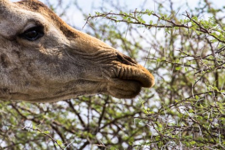 Giraffe beim Fressen