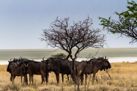 Gnus vor Etoshapfanne