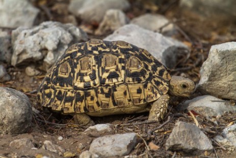 Schildkröte im Etosha NP