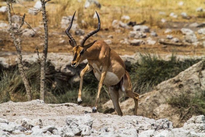 Springbock im Etosha NP Springbock im Etosha NP