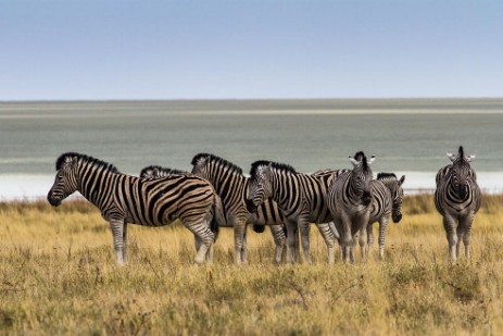 Zebras vor Etosha Pan