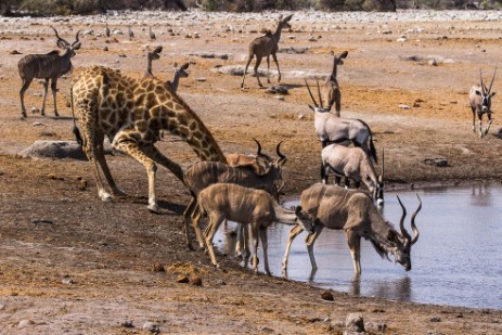 Wasserloch Chudop im Etosha NP