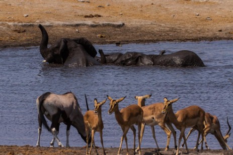 Elefanten im Wasserloch Chudop im Etosha NP