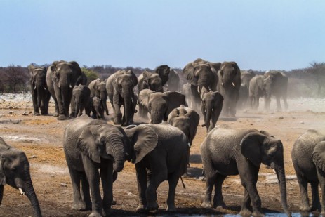 Elefantenherde kommt zum Wasserloch Chudop im Etosha NP