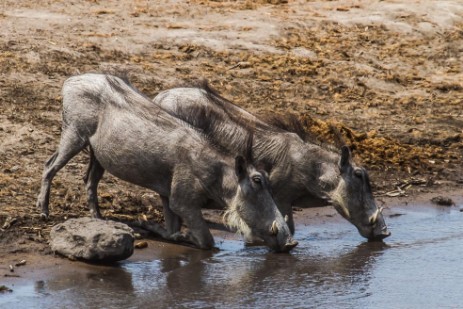 Warzenschweine an Wasserloch im Etosha NP