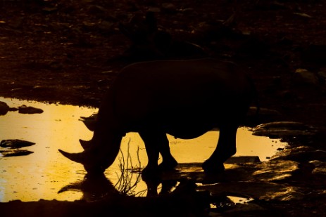 Rhino an Wasserloch im Etosha NP