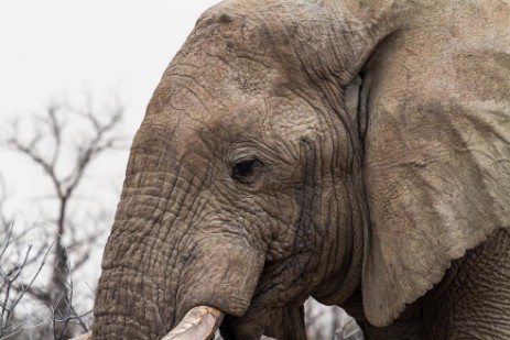 Elefant im Etosha NP