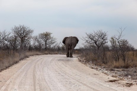 Elefant auf Piste im Etosha NP