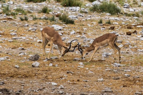Kämpfende Springbocks im Etosha NP Kämpfende Springbocks im Etosha NP